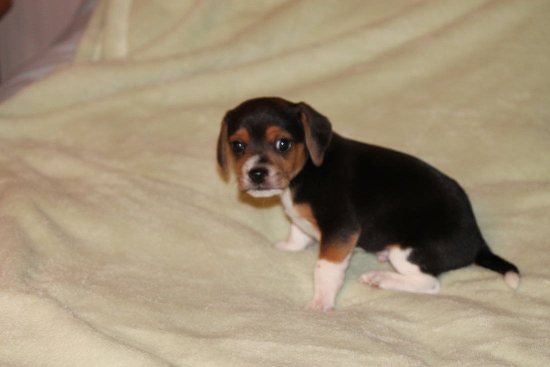 Countryside clearance pocket beagles